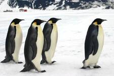 penguins walking the skiway.jpg